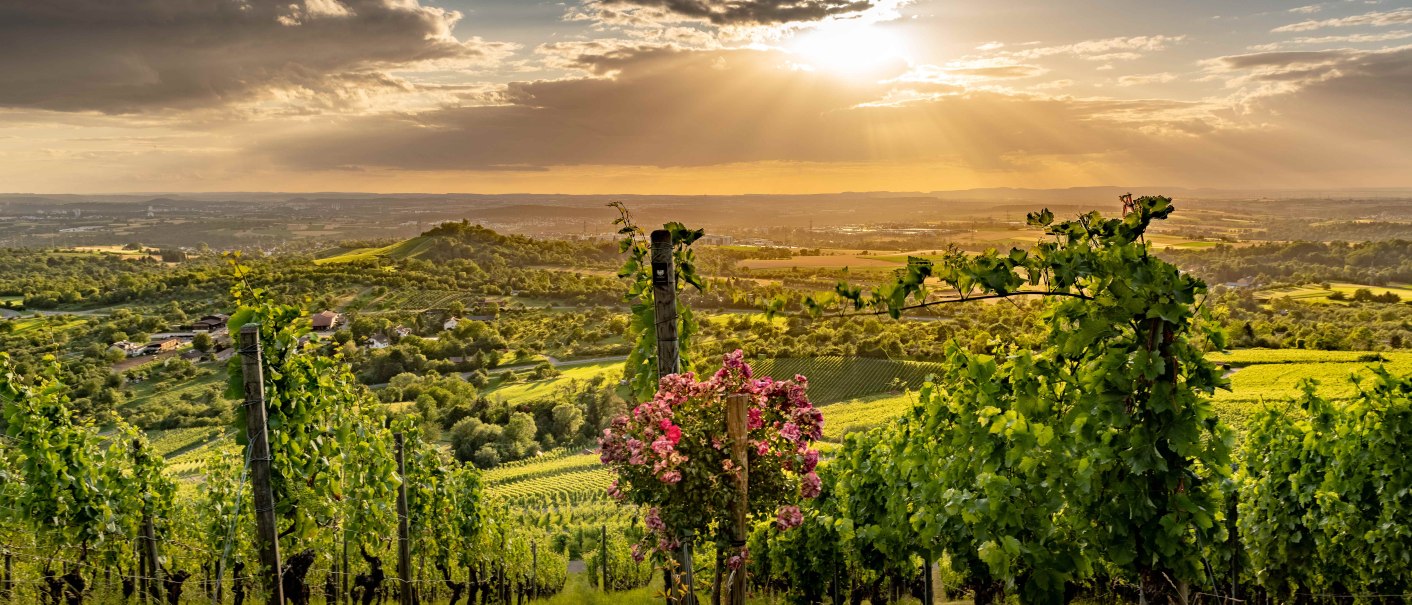 Weinberge im Vordergrund, Sonnenstrahlen brechen durch Wolken über dem Remstal. Der Himmel ist teils bewölkt, die Landschaft grün und weitläufig., © Peter Schuster