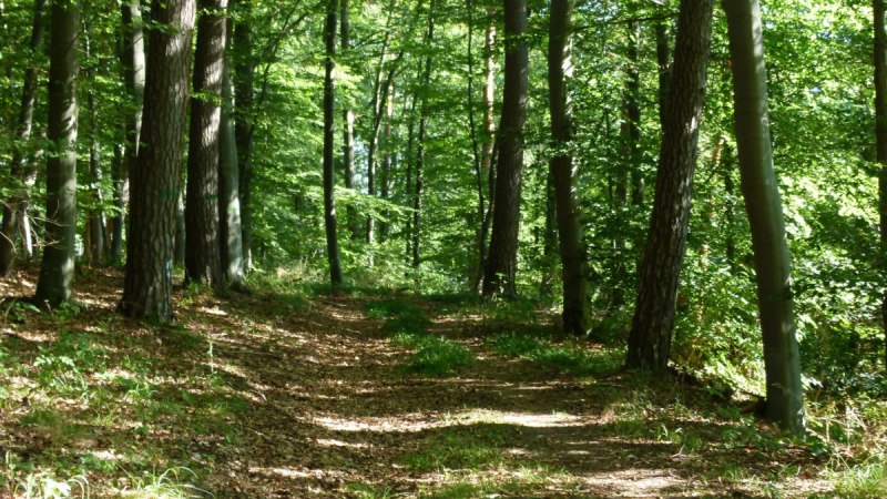 Ein schmaler Weg führt durch ein Buchenwäldchen. Sonnenlicht fällt durch das dichte grüne Blätterdach und beleuchtet den Waldboden., © Natur.Nah. Schönbuch & Heckengäu