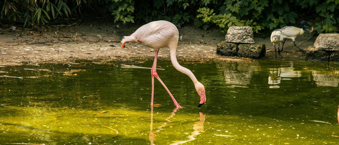 Ein Flamingo beugt sich über einen Teich, um Wasser zu trinken. Im Hintergrund ist grüne Vegetation zu sehen., © Stuttgart-Marketing GmbH, Sarah Schmid