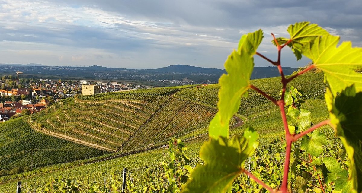 Weinberge mit Blick auf die YBurg im Hintergrund. Im Vordergrund sind grüne Weinblätter zu sehen, dahinter erstrecken sich die Hügel., © Remstal Tourismus e.V. Weinberge mit Blick auf die YBurg im Hintergrund. Im Vordergrund sind grüne Weinblätter zu sehen, dahinter erstrecken sich die Hügel., © Remstal Tourismus e.V.