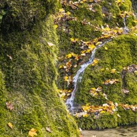 Moosbewachsene Felsen mit kleinen Wasserfällen und bunten Herbstblättern bei den Gütersteiner Wasserfällen in Bad Urach., © SMG, Sarah Schmid Moosbewachsene Felsen mit kleinen Wasserfällen und bunten Herbstblättern bei den Gütersteiner Wasserfällen in Bad Urach., © SMG, Sarah Schmid