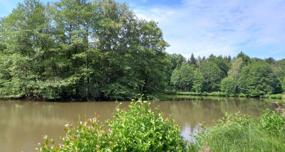 Blick über den Haspelsee - mit baumbestandener Insel und mit Büschen bewachsenem Seeufer Blick über den Haspelsee - mit baumbestandener Insel und mit Büschen bewachsenem Seeufer