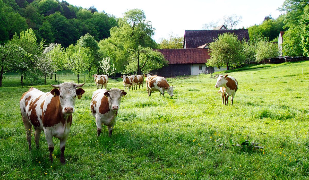 K&uuml;he grasen auf einer saftigen Wiese vor einem Bauernhof. Im Hintergrund sind B&auml;ume und ein Geb&auml;ude mit rotem Dach zu sehen.