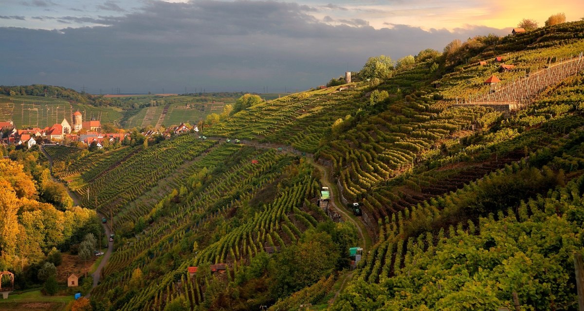 Weinberge in Besigheim bei Sonnenuntergang, mit terrassierten Reben und einem Dorf im Hintergrund. Dramatischer Himmel und herbstliche Farben., &copy; Felsengartenkellerei Besigheim eG