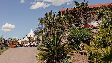 Ein malerisches Weingut mit Palmen und einem wei&szlig;en Zelt im Hintergrund. Menschen genie&szlig;en das sonnige Wetter., &copy; Weingut Bayer