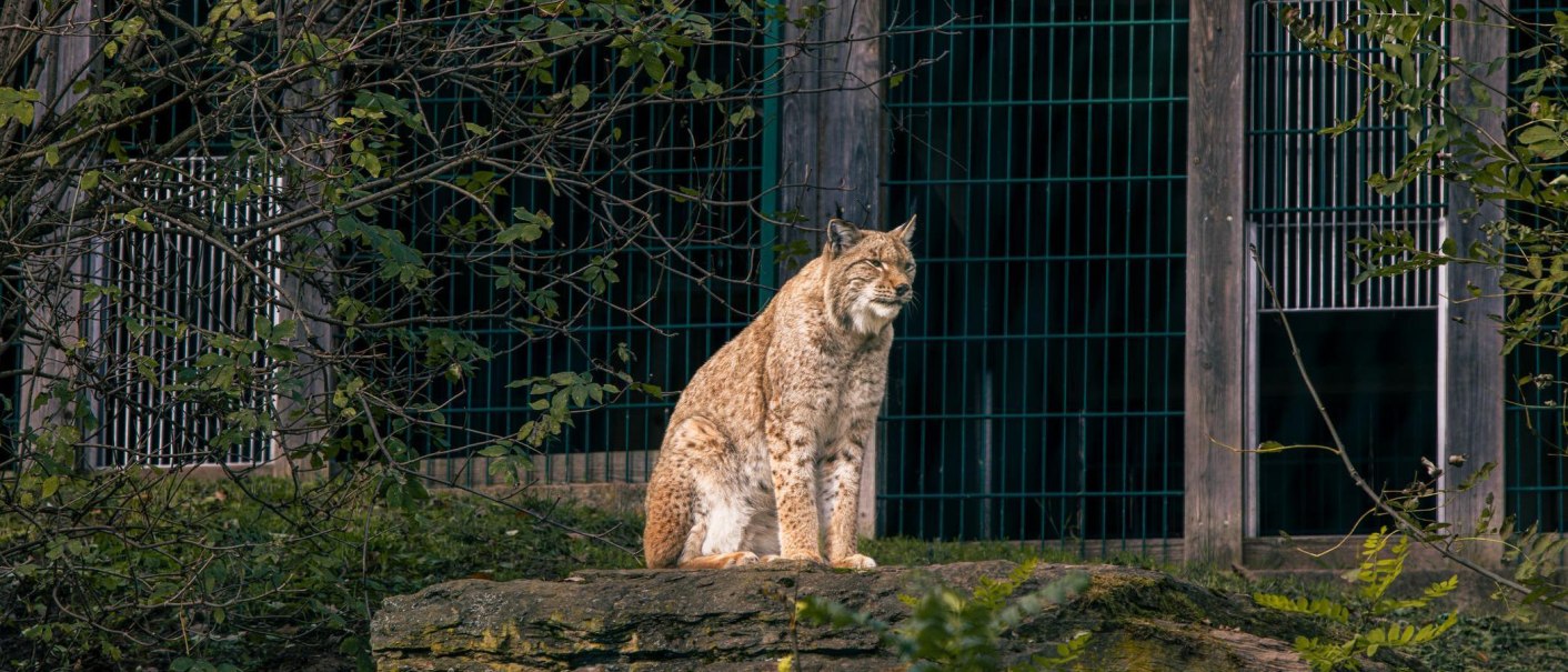Ein Luchs sitzt auf einem Felsen in einem Gehege, umgeben von Bäumen und einem Gitterzaun., © Stuttgart-Marketing GmbH, Sarah Schmid Ein Luchs sitzt auf einem Felsen in einem Gehege, umgeben von Bäumen und einem Gitterzaun., © Stuttgart-Marketing GmbH, Sarah Schmid