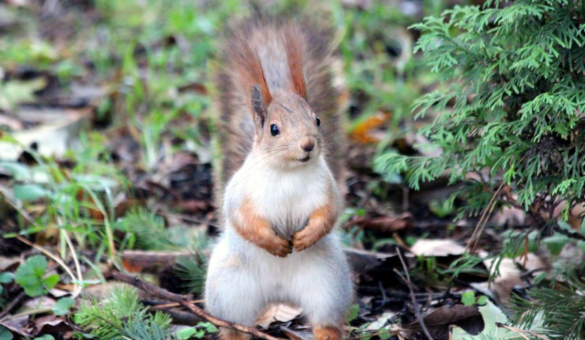 Ein aufrecht stehendes Eichhörnchen auf dem Boden, umgeben von grünen Pflanzen und Zweigen. Ein aufrecht stehendes Eichhörnchen auf dem Boden, umgeben von grünen Pflanzen und Zweigen.