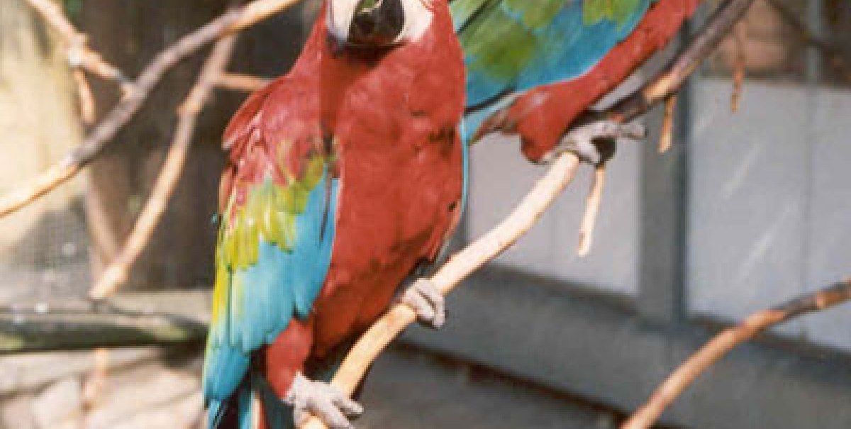 Papageien, © Aquarien- und Terrarienverein Nymphaea