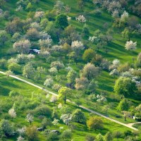 Luftaufnahme von Streuobstwiesen am Albtrauf mit bl&uuml;henden B&auml;umen und einem Weg in der Mitte. Die Landschaft ist gr&uuml;n und lebendig., &copy; SMG, Achim Mende