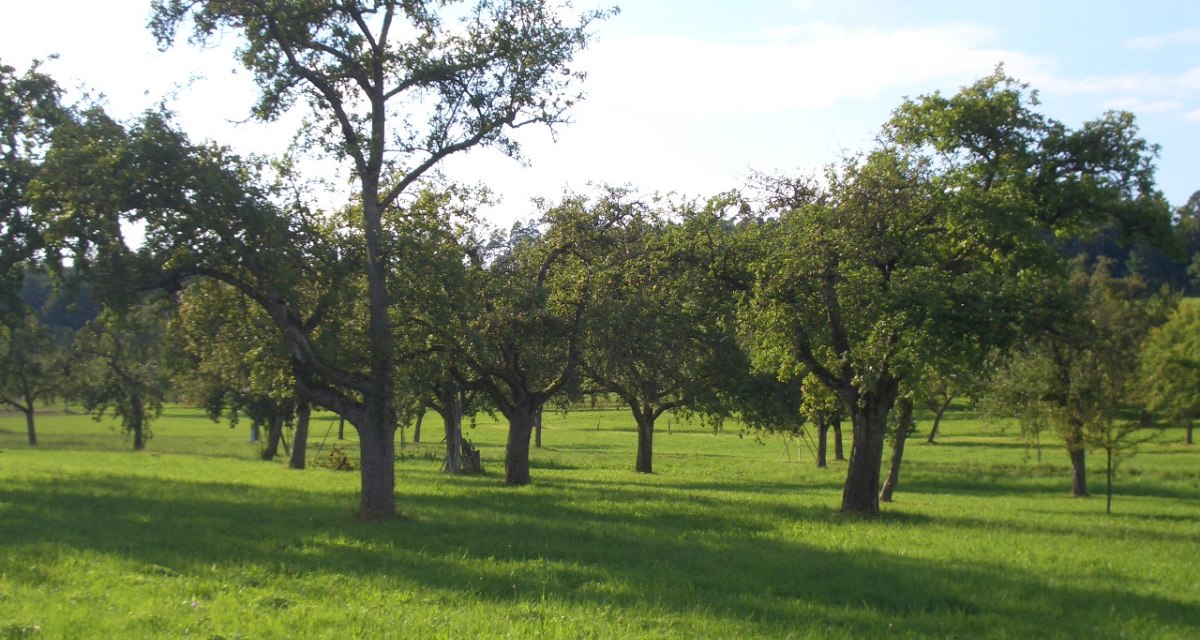 Grüne Streuobstwiese mit mehreren Obstbäumen unter blauem Himmel bei Hildrizhausen., © Natur.Nah. Schönbuch & Heckengäu
