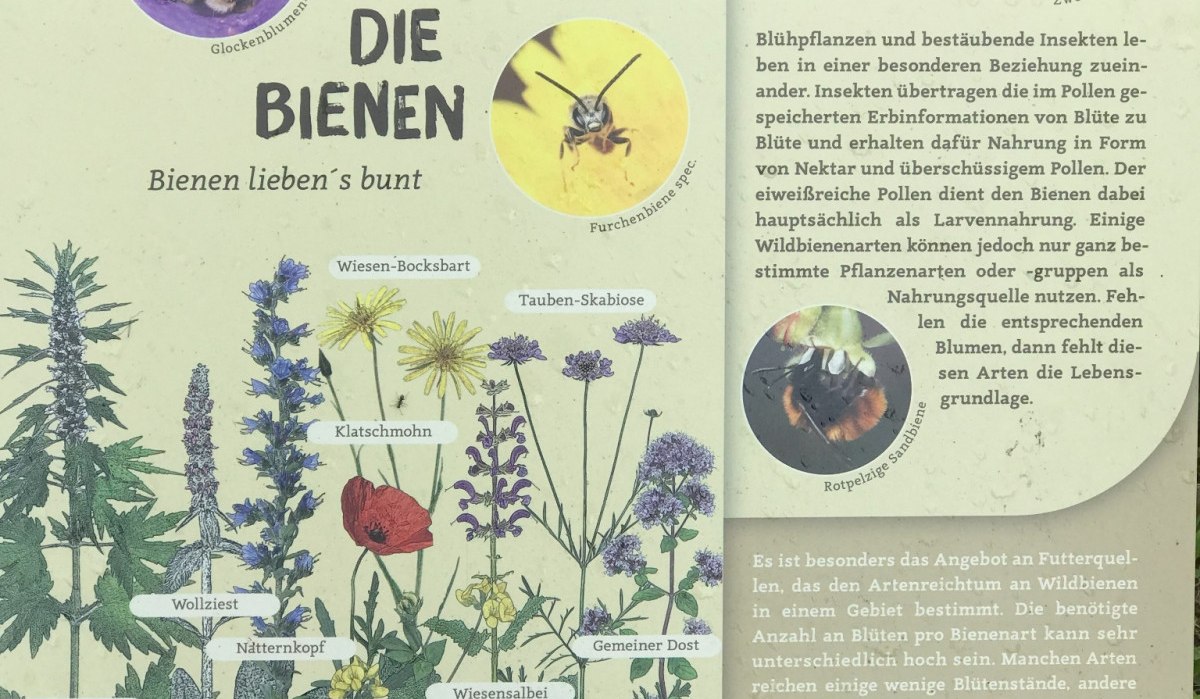 Ein Schild informiert &uuml;ber bienenfreundliche Pflanzen und Best&auml;ubung. Es zeigt Illustrationen von Blumen und Bienen sowie Tipps f&uuml;r einen bienenfreundlichen Garten., &copy; Natur.Nah. Sch&ouml;nbuch & Heckeng&auml;u