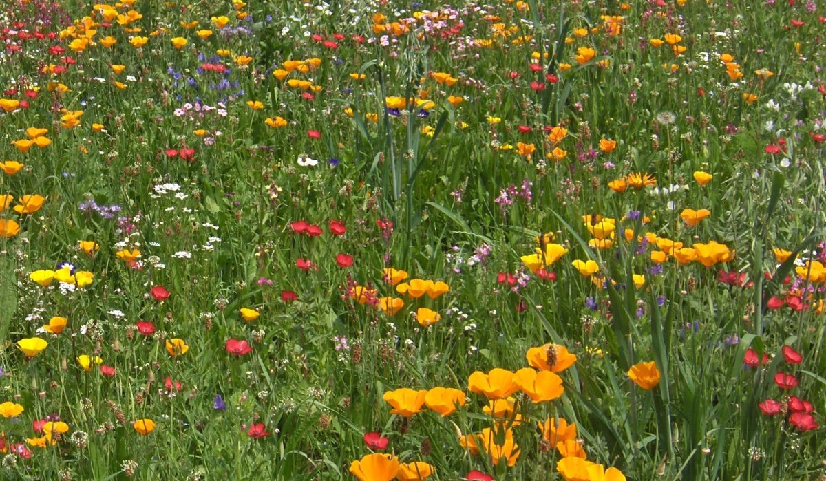 Bunte Blumenwiese mit gelben, roten und wei&szlig;en Bl&uuml;ten. Im Hintergrund steht ein kleines Holzh&auml;uschen mit rotem Dach., &copy; Natur.Nah. Sch&ouml;nbuch & Heckeng&auml;u