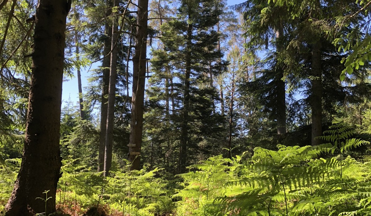 Ein schmaler Pfad führt durch einen dichten Wald mit hohen Bäumen und Farnen, beleuchtet von Sonnenlicht., © Nördlicher Schwarzwald Ein schmaler Pfad führt durch einen dichten Wald mit hohen Bäumen und Farnen, beleuchtet von Sonnenlicht., © Nördlicher Schwarzwald