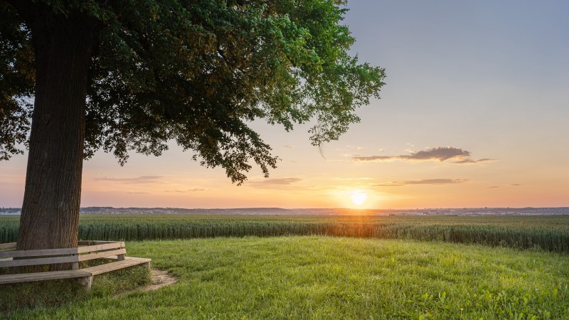 Großer Baum mit Bank auf Wiese, Sonnenuntergang im Hintergrund, weites Feld und Horizont sichtbar., © SMG, Martina Denker