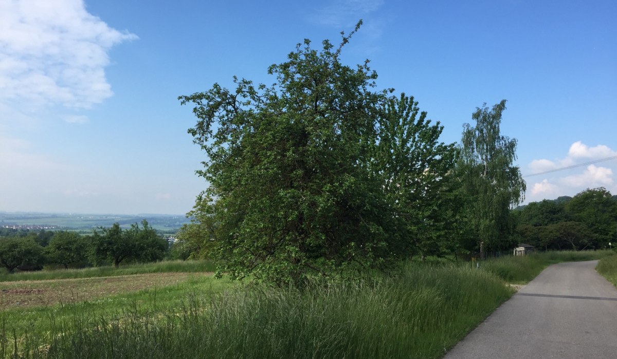 Ein ländlicher Weg führt an einem großen Baum vorbei, umgeben von grünen Wiesen und Feldern unter einem klaren blauen Himmel., © www.pro-cycl.de Ein ländlicher Weg führt an einem großen Baum vorbei, umgeben von grünen Wiesen und Feldern unter einem klaren blauen Himmel., © www.pro-cycl.de