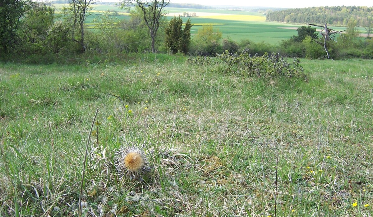 Eine Silberdistel steht im Vordergrund einer gr&uuml;nen Wiese, umgeben von B&auml;umen und einer weiten Landschaft im Hintergrund., &copy; Natur.Nah. Sch&ouml;nbuch & Heckeng&auml;u