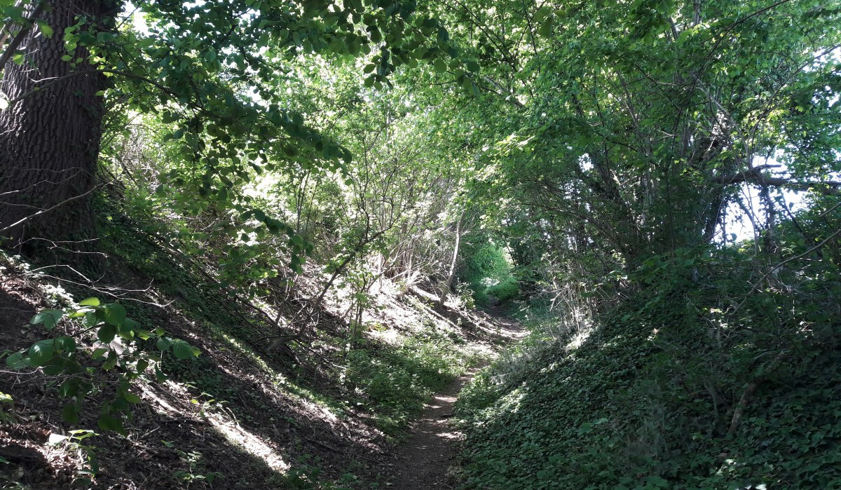 Ein schmaler Pfad führt durch einen dichten, grünen Wald mit üppigem Laub und Schatten., © Land der 1000 Hügel - Kraichgau-Stromberg