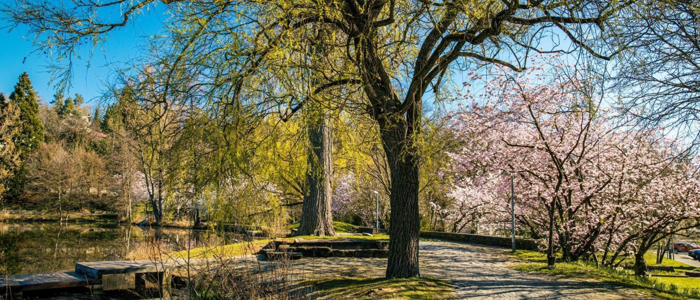 Ein idyllischer Park mit blühenden Bäumen und einem kleinen Steg am Wasser. Der blaue Himmel und die Frühlingsblüten schaffen eine friedliche Atmosphäre., © Stuttgart-Marketing GmbH, Sarah Schmid
