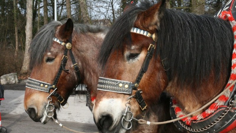 zwei Pferdek&ouml;pfe mit Zaumzeug, &copy; Petra Natzkowski