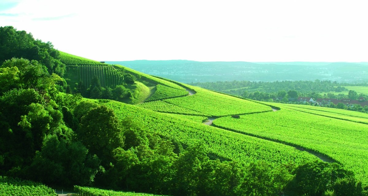 Grüne Weinberge der Fellbacher Weingärtner erstrecken sich über sanfte Hügel, umgeben von üppiger Vegetation und einem klaren Himmel., © Remstal Tourismus e.V. Grüne Weinberge der Fellbacher Weingärtner erstrecken sich über sanfte Hügel, umgeben von üppiger Vegetation und einem klaren Himmel., © Remstal Tourismus e.V.