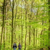 Zwei Personen mit Rucksäcken und ein Hund spazieren auf einem Waldweg, umgeben von hohen, grünen Bäumen im Sonnenlicht., © Stadtverwaltung Winnenden