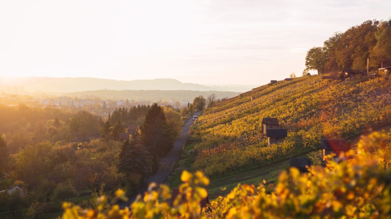 Weinberge im Sonnenuntergang, die Hügel sind in warmes Herbstlicht getaucht. Im Hintergrund eine Stadtlandschaft unter einem klaren Himmel., © 70469R! Weinberge im Sonnenuntergang, die Hügel sind in warmes Herbstlicht getaucht. Im Hintergrund eine Stadtlandschaft unter einem klaren Himmel., © 70469R!