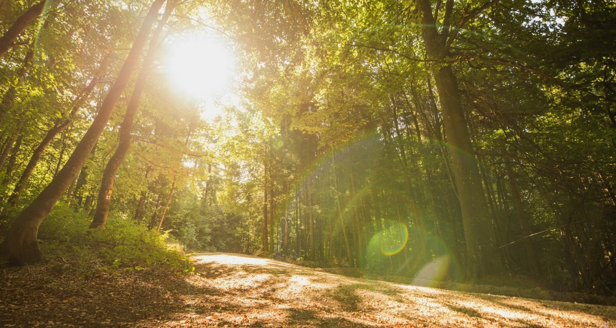 Sonnenstrahlen durchfluten einen Waldweg, umgeben von hohen Bäumen und grünem Laub, was eine friedliche und idyllische Atmosphäre schafft., © Remstal Tourismus e.V. Foto Bebop Media Sonnenstrahlen durchfluten einen Waldweg, umgeben von hohen Bäumen und grünem Laub, was eine friedliche und idyllische Atmosphäre schafft., © Remstal Tourismus e.V. Foto Bebop Media