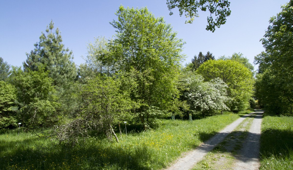 Ein schmaler Weg führt durch das Arboretum Haslach, gesäumt von üppigen grünen Bäumen und Wiesen unter einem klaren blauen Himmel., © Natur.Nah. Schönbuch & Heckengäu Ein schmaler Weg führt durch das Arboretum Haslach, gesäumt von üppigen grünen Bäumen und Wiesen unter einem klaren blauen Himmel., © Natur.Nah. Schönbuch & Heckengäu