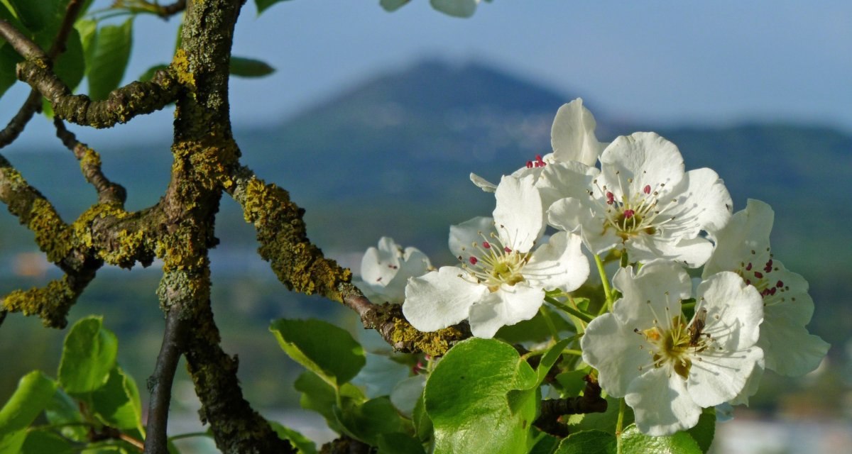 Apfelbl&uuml;te - Copyright by Berthold H&auml;nssler, &copy; Landkreis G&ouml;ppingen