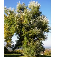 Eine große Silberpappel mit dichtem, grünem Laub steht vor einem klaren blauen Himmel in Bad Boll. Eine große Silberpappel mit dichtem, grünem Laub steht vor einem klaren blauen Himmel in Bad Boll.