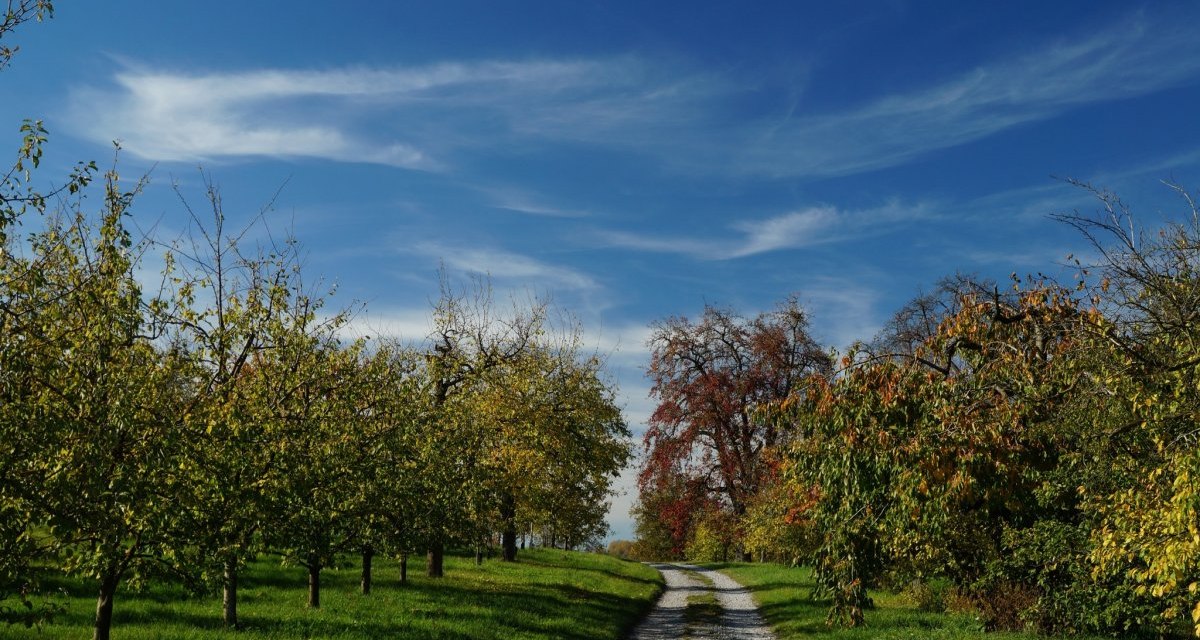 Ein l&auml;ndlicher Weg schl&auml;ngelt sich durch eine Obstplantage mit herbstlich gef&auml;rbten B&auml;umen und einem klaren blauen Himmel., &copy; Natur.Nah. Sch&ouml;nbuch & Heckeng&auml;u