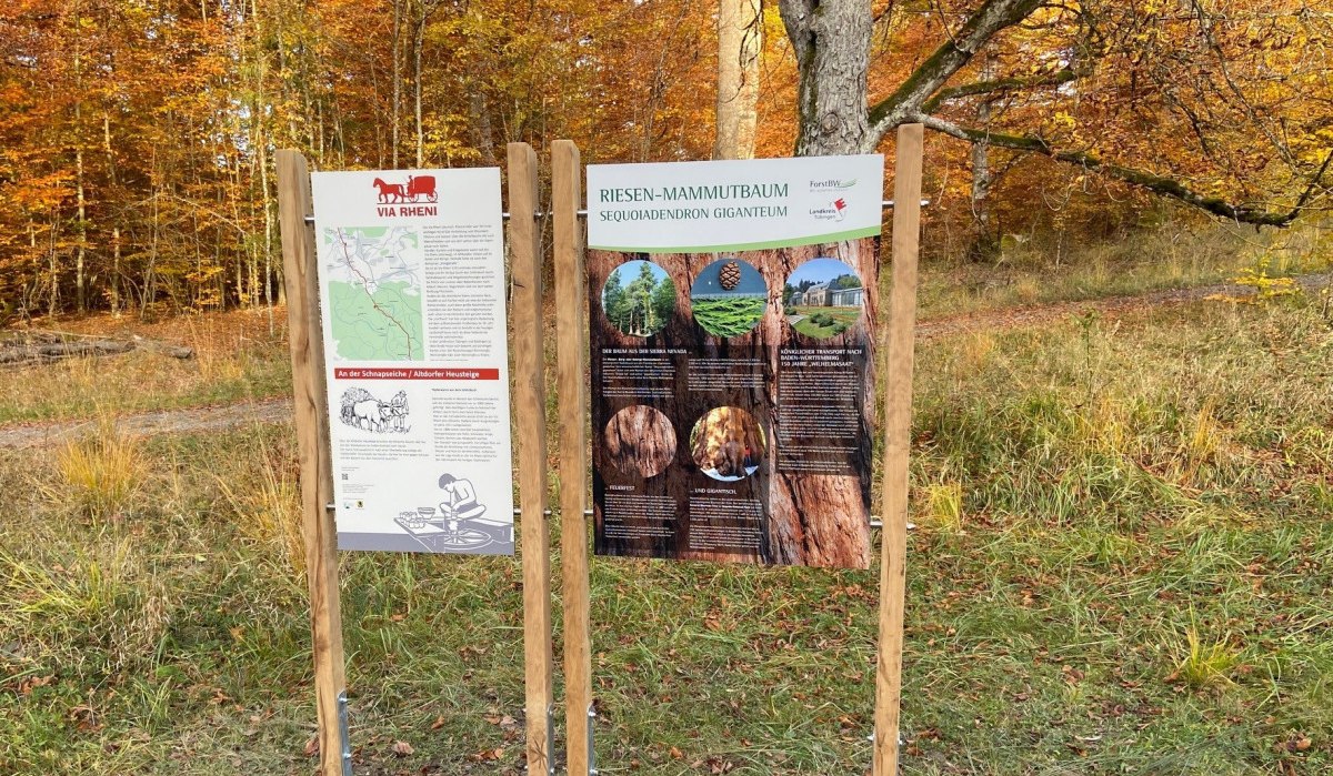 Zwei Infotafeln im herbstlichen Wald, eine über die Schnapseiche und eine über den Riesen-Mammutbaum, umgeben von buntem Laub., © Natur.Nah. Schönbuch & Heckengäu Zwei Infotafeln im herbstlichen Wald, eine über die Schnapseiche und eine über den Riesen-Mammutbaum, umgeben von buntem Laub., © Natur.Nah. Schönbuch & Heckengäu