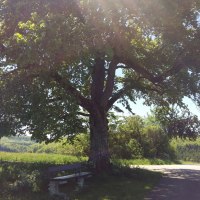 Großer Baum mit ausladenden Ästen und Bank darunter, an einem sonnigen Tag in einer grünen Landschaft., © Bad Urach Tourismus