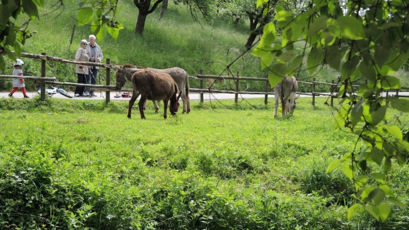 Zwei Esel grasen friedlich auf einer gr&uuml;nen Wiese. Im Hintergrund spazieren Menschen entlang eines Weges, umgeben von B&auml;umen und Natur., &copy; Natur.Nah. Sch&ouml;nbuch & Heckeng&auml;u