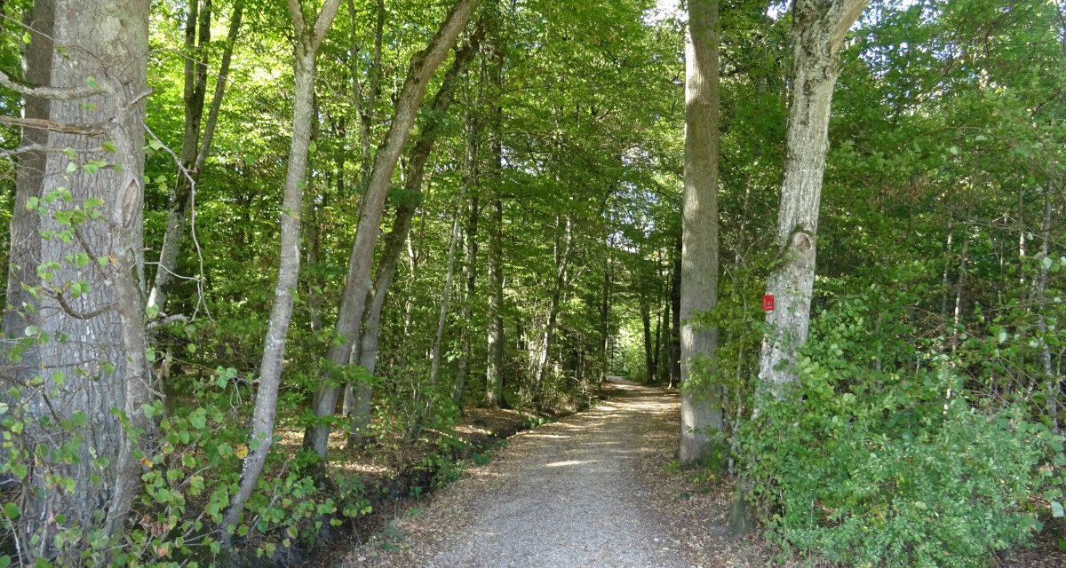 Ein schmaler Waldweg führt durch dichte grüne Bäume. Der Boden ist mit Kies und Laub bedeckt, und Sonnenlicht fällt durch das Blätterdach., © Foto: Cornelia Steinbach Ein schmaler Waldweg führt durch dichte grüne Bäume. Der Boden ist mit Kies und Laub bedeckt, und Sonnenlicht fällt durch das Blätterdach., © Foto: Cornelia Steinbach