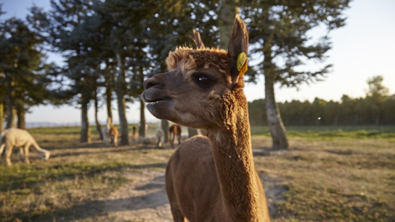 Ein braunes Alpaka auf einer Wiese, umgeben von Bäumen und weiteren Alpakas im Hintergrund., © J.C. Winkler Ein braunes Alpaka auf einer Wiese, umgeben von Bäumen und weiteren Alpakas im Hintergrund., © J.C. Winkler