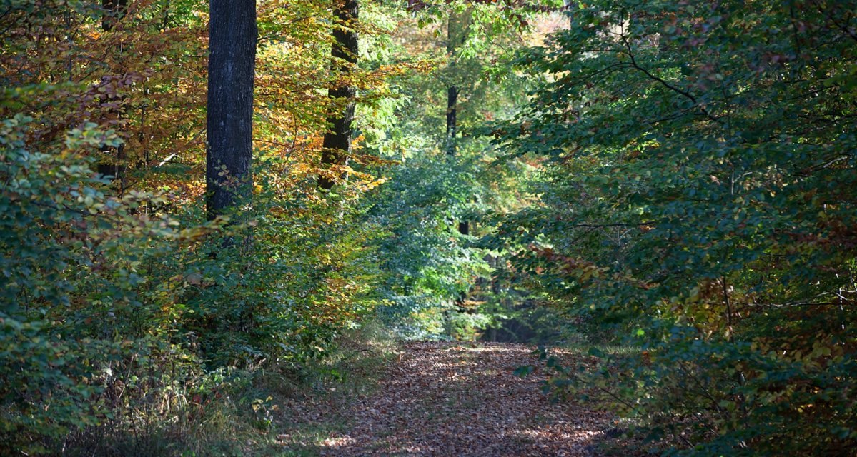 Ein schmaler Waldweg im Stadtwald Sindelfingen, gesäumt von Bäumen mit buntem Herbstlaub., © Stadtmarketing Sindelfingen Ein schmaler Waldweg im Stadtwald Sindelfingen, gesäumt von Bäumen mit buntem Herbstlaub., © Stadtmarketing Sindelfingen