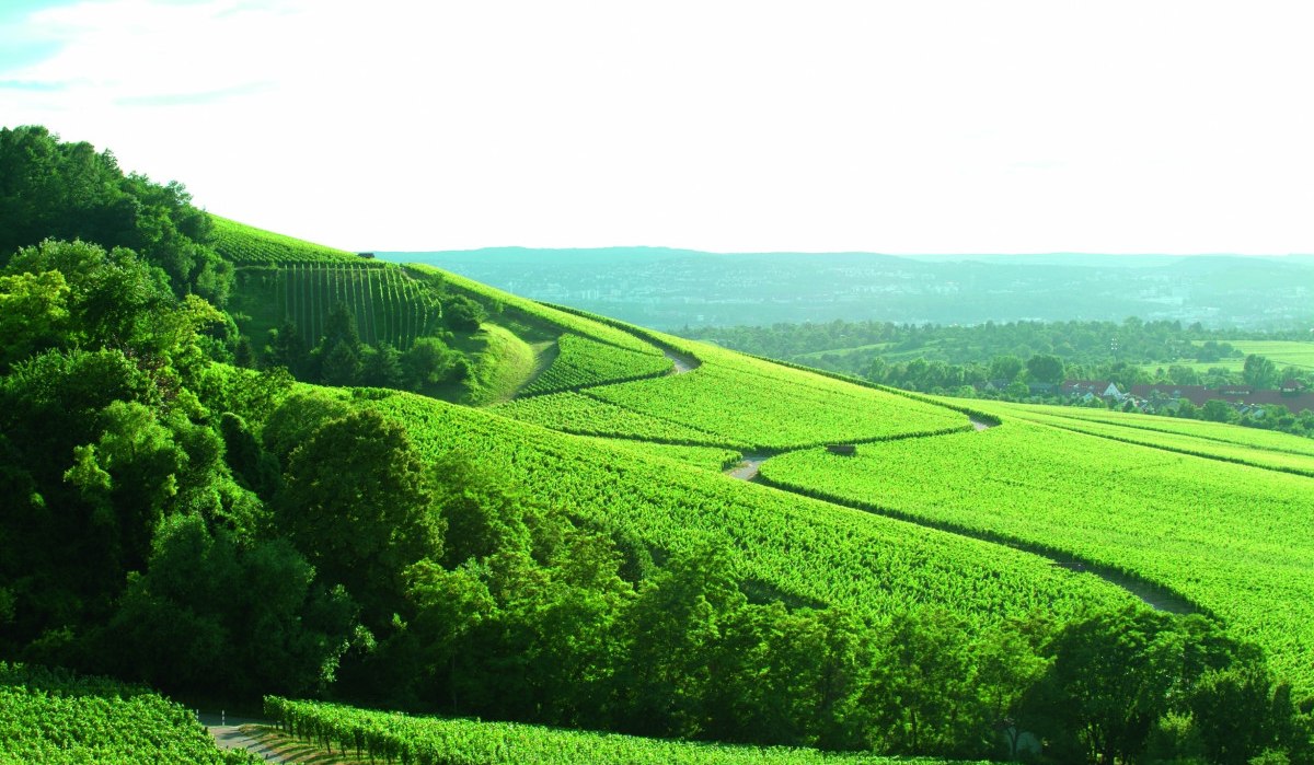 Grüne Weinberge der Fellbacher Weingärtner erstrecken sich über sanfte Hügel, umgeben von üppiger Vegetation und einem klaren Himmel., © Remstal Tourismus e.V. Grüne Weinberge der Fellbacher Weingärtner erstrecken sich über sanfte Hügel, umgeben von üppiger Vegetation und einem klaren Himmel., © Remstal Tourismus e.V.