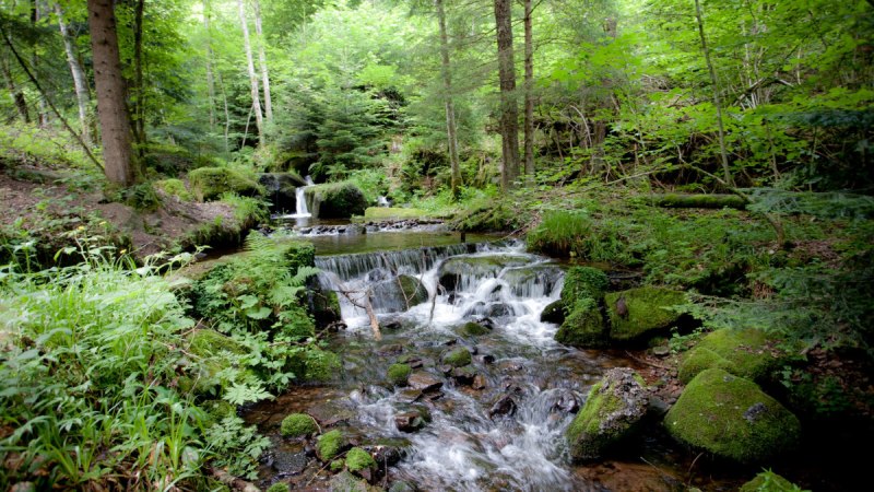 Ein kleiner Wasserfall fließt durch einen dichten, grünen Wald im Schwarzwald. Moos und Farne bedecken die Felsen am Ufer., © Nördlicher Schwarzwald Ein kleiner Wasserfall fließt durch einen dichten, grünen Wald im Schwarzwald. Moos und Farne bedecken die Felsen am Ufer., © Nördlicher Schwarzwald