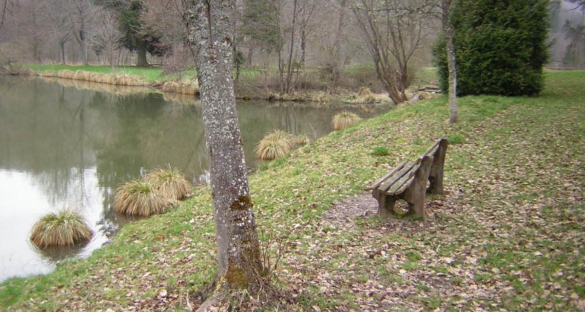 Holzbank am Ufer eines ruhigen Teichs, umgeben von Bäumen und Gras. Herbstlaub bedeckt den Boden., © Naturpark Schönbuch Holzbank am Ufer eines ruhigen Teichs, umgeben von Bäumen und Gras. Herbstlaub bedeckt den Boden., © Naturpark Schönbuch