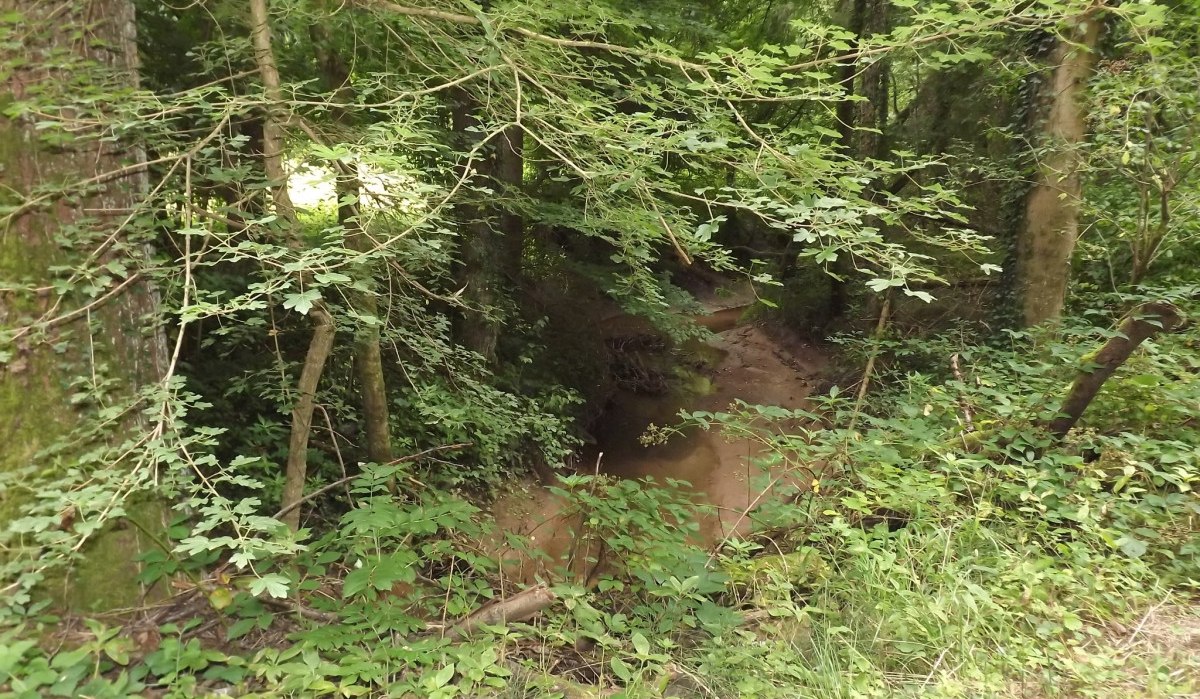 Ein kleiner Bach schl&auml;ngelt sich durch einen dichten, gr&uuml;nen Wald. Die Vegetation ist &uuml;ppig und die B&auml;ume sind hoch gewachsen., &copy; Natur.Nah. Sch&ouml;nbuch & Heckeng&auml;u