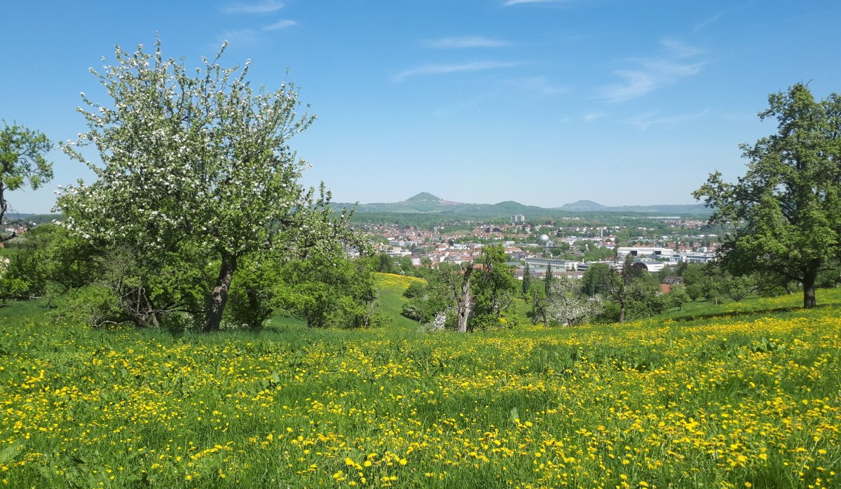Blühende Wiese mit gelben Blumen, Bäume und eine Stadt im Hintergrund unter klarem, blauem Himmel., © Landkreis Göppingen Blühende Wiese mit gelben Blumen, Bäume und eine Stadt im Hintergrund unter klarem, blauem Himmel., © Landkreis Göppingen