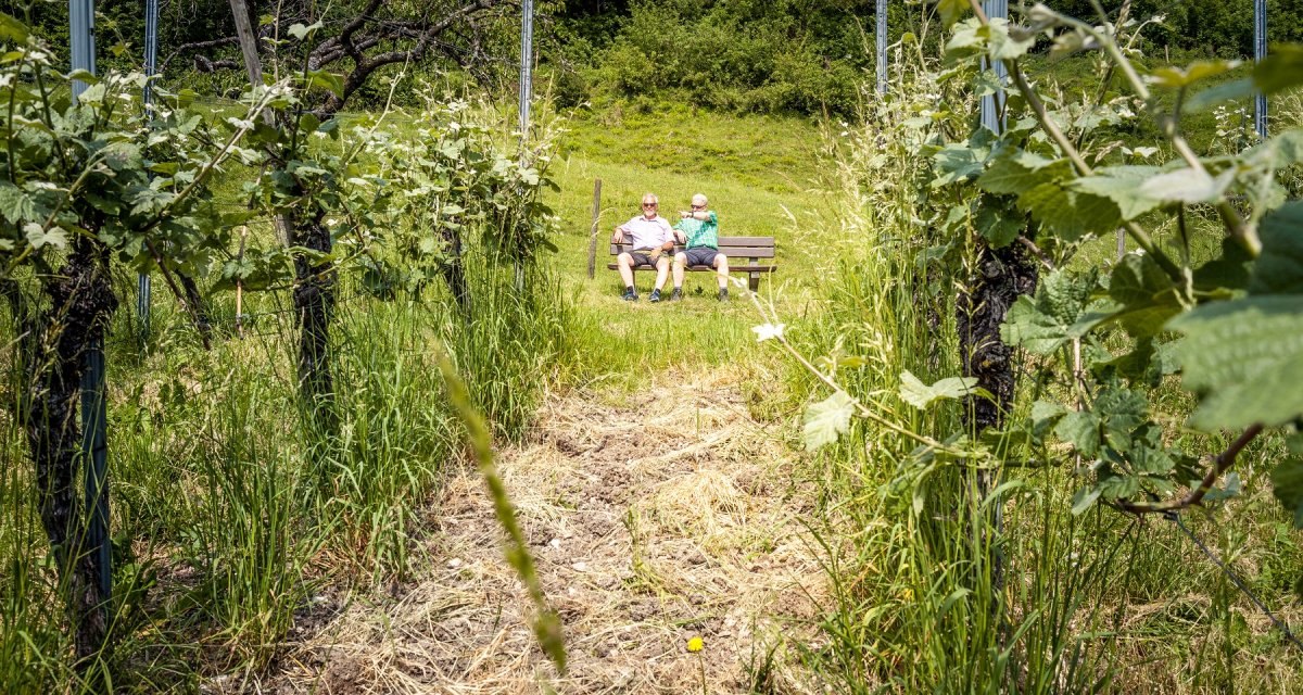 Zwei Personen sitzen auf einer Bank zwischen Weinreben in den Beurener Weinbergen. Die Umgebung ist grün und ländlich., © hochgehberge Zwei Personen sitzen auf einer Bank zwischen Weinreben in den Beurener Weinbergen. Die Umgebung ist grün und ländlich., © hochgehberge