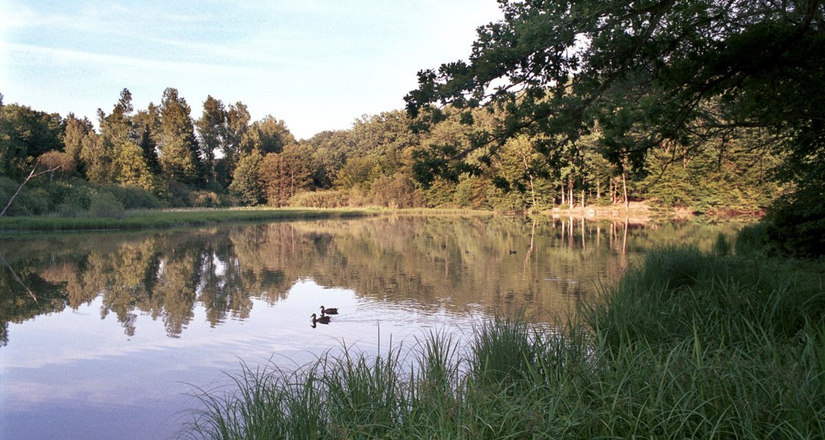 Ein idyllischer See mit Enten, umgeben von Bäumen und Gras. Die ruhige Wasseroberfläche spiegelt die Landschaft wider., © Natur.Nah. Schönbuch & Heckengäu Ein idyllischer See mit Enten, umgeben von Bäumen und Gras. Die ruhige Wasseroberfläche spiegelt die Landschaft wider., © Natur.Nah. Schönbuch & Heckengäu