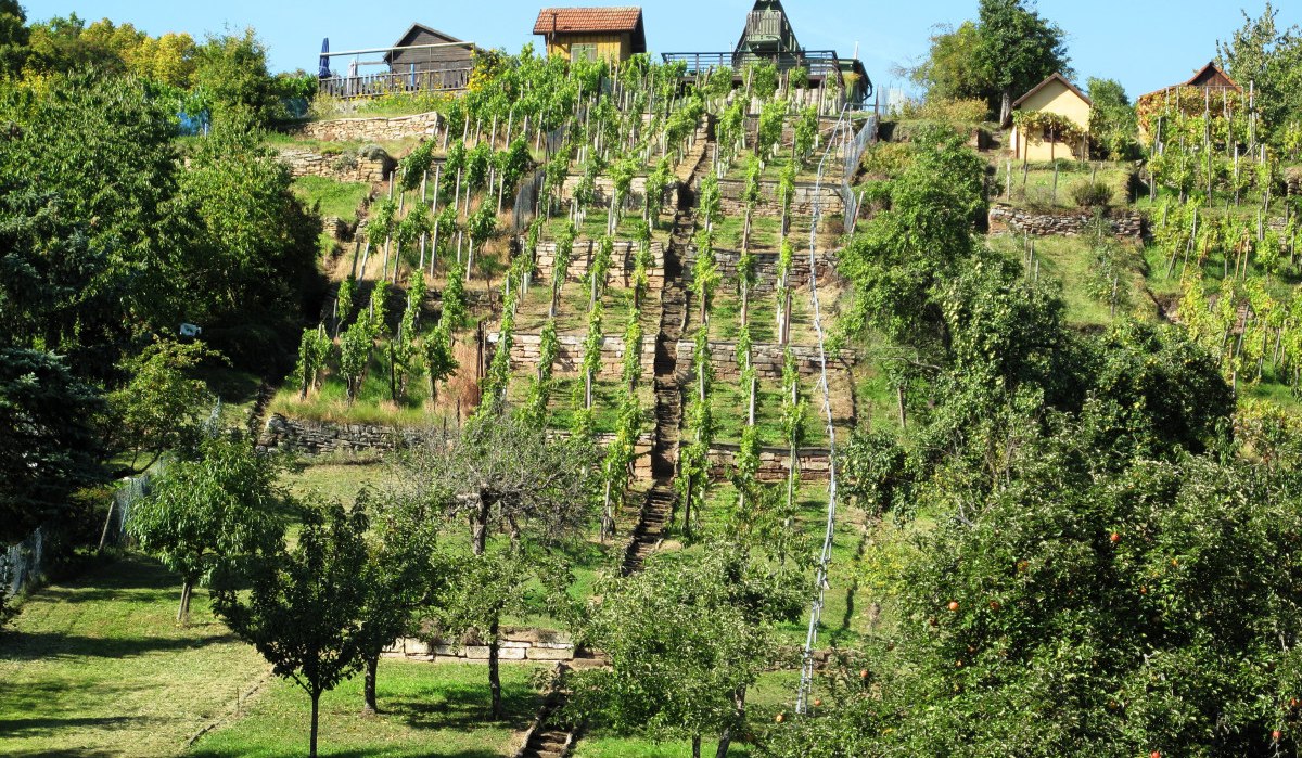 Ein terrassierter Weinberg auf einem Hügel mit kleinen Hütten und üppigem Grün. Die Reben sind in Reihen angeordnet, umgeben von Bäumen., © RadL Leonberg Ein terrassierter Weinberg auf einem Hügel mit kleinen Hütten und üppigem Grün. Die Reben sind in Reihen angeordnet, umgeben von Bäumen., © RadL Leonberg