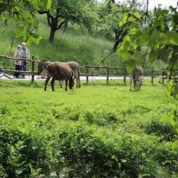 Zwei Esel grasen auf einer grünen Wiese, umgeben von Bäumen. Im Hintergrund spazieren Menschen auf einem Weg entlang., © Natur.Nah. Schönbuch & Heckengäu