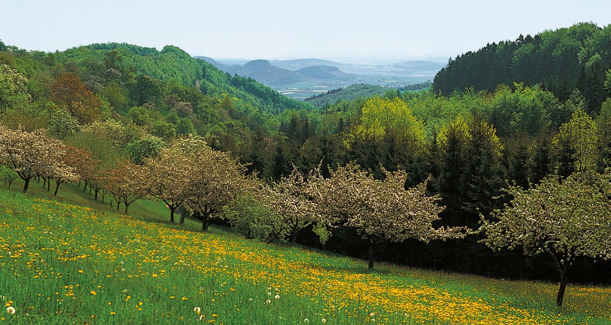 Blühende Wiese mit gelben Blumen und blühenden Bäumen, umgeben von grünen Hügeln und Wäldern., © Tourismusgemeinschaft Marbach-Bottwartal Blühende Wiese mit gelben Blumen und blühenden Bäumen, umgeben von grünen Hügeln und Wäldern., © Tourismusgemeinschaft Marbach-Bottwartal
