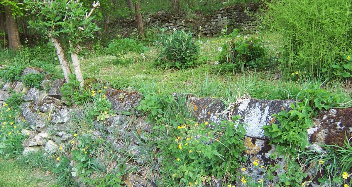 Steinmauer mit gelben Blumen und grünem Bewuchs in einem Waldgebiet. Im Hintergrund sind Bäume und Sträucher zu sehen., © Natur.Nah. Schönbuch & Heckengäu Steinmauer mit gelben Blumen und grünem Bewuchs in einem Waldgebiet. Im Hintergrund sind Bäume und Sträucher zu sehen., © Natur.Nah. Schönbuch & Heckengäu