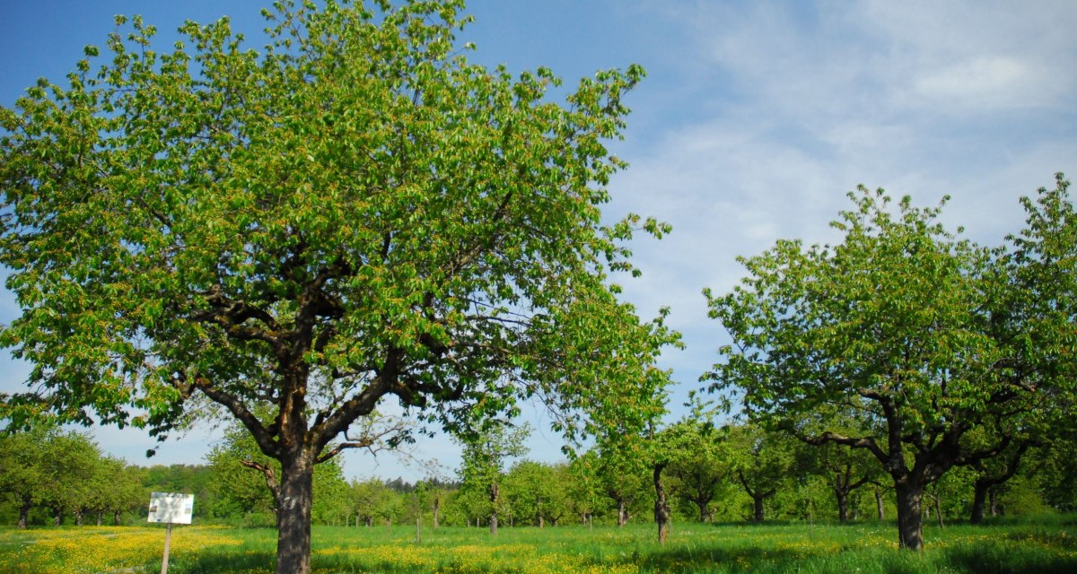 Grüne Wiese mit blühenden Bäumen und einem Schild im Vordergrund, unter einem klaren blauen Himmel., © Stadt Schorndorf Grüne Wiese mit blühenden Bäumen und einem Schild im Vordergrund, unter einem klaren blauen Himmel., © Stadt Schorndorf
