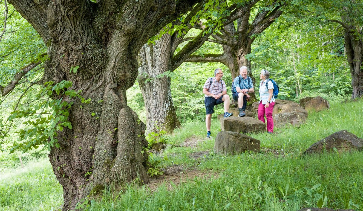 Drei Personen unterhalten sich unter alten Lindenbäumen auf einem grasbewachsenen Pfad. Die Umgebung ist grün und idyllisch., © hochgehberge